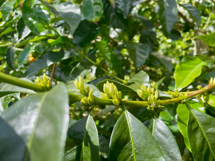 Unripe coffee cherries developing on the branch at a smallholder farm in Cauca, Colombia