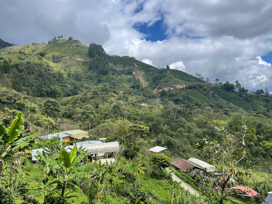 Smallholder coffee farms scattered across green hillsides in Cauca, Colombia