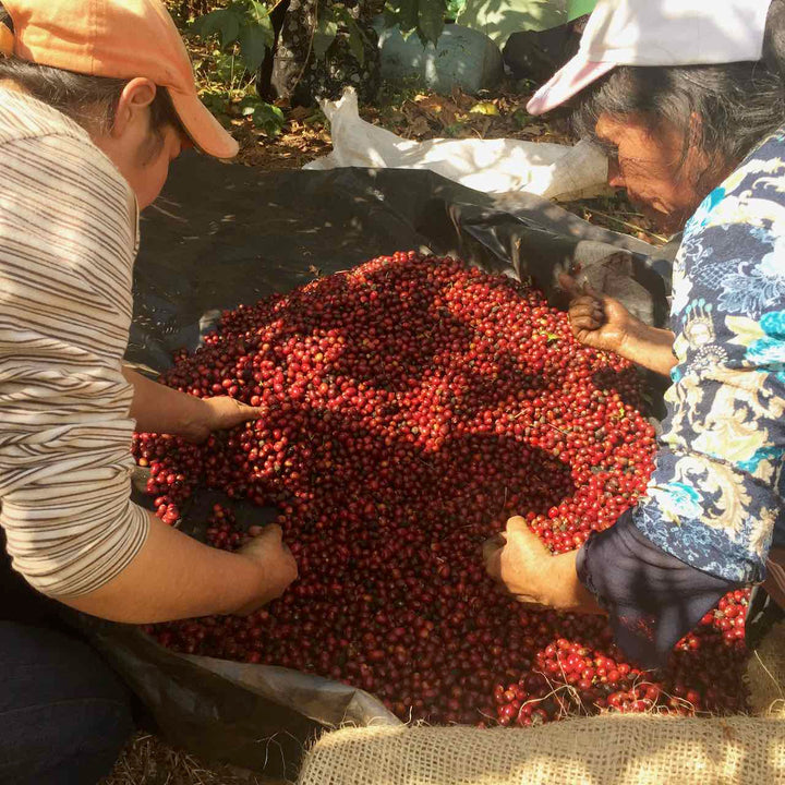 El Salvador Finca Malacara Red