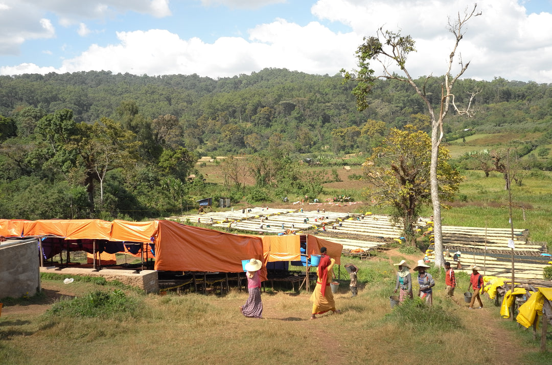 Nano Genji washing station in Agaro, Jimma Zone, Ethiopia, with covered raised drying beds among forested hills
