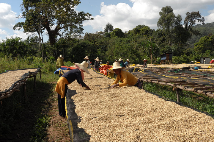 Workers turning washed parchment coffee on raised drying beds at the Nano Genji station in Agaro, Ethiopia
