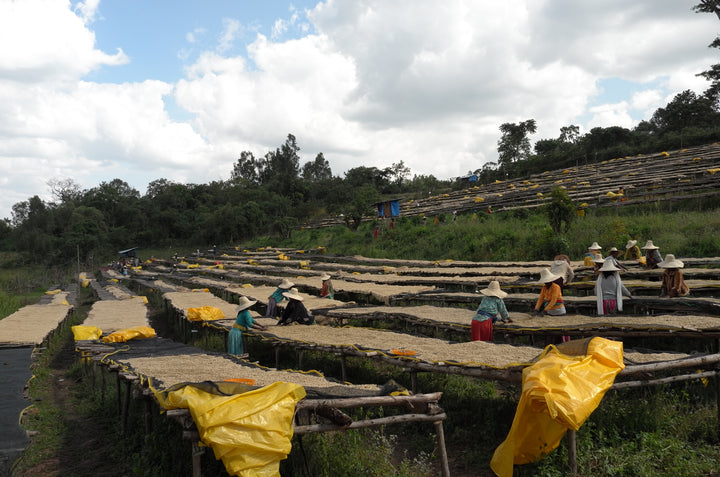 Rows of raised coffee drying beds across the hillside at Nano Genji in Agaro, Jimma Zone, Ethiopia