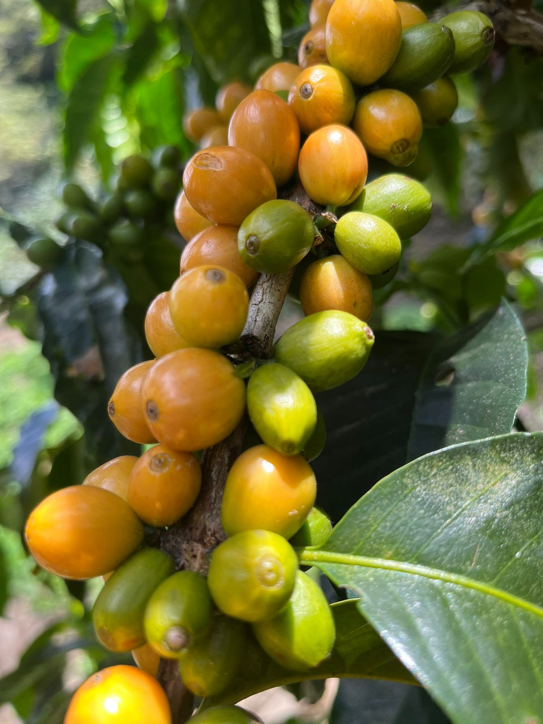 Peru Yellow Gesha