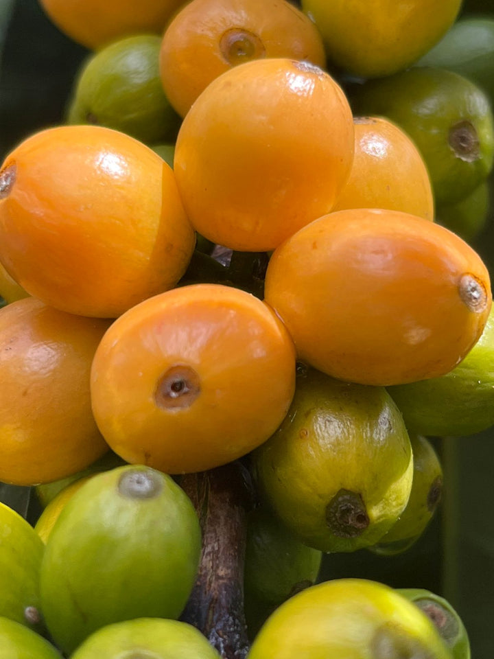 Peru Yellow Gesha