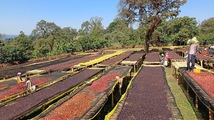 Ethiopia Dark Roast