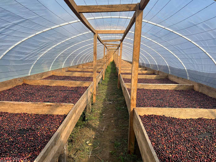 Guatemala Finca La Florida 