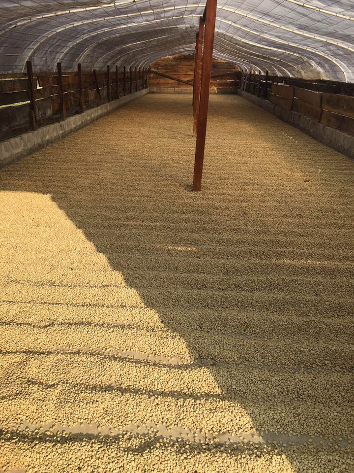 Guatemala Finca La Florida 