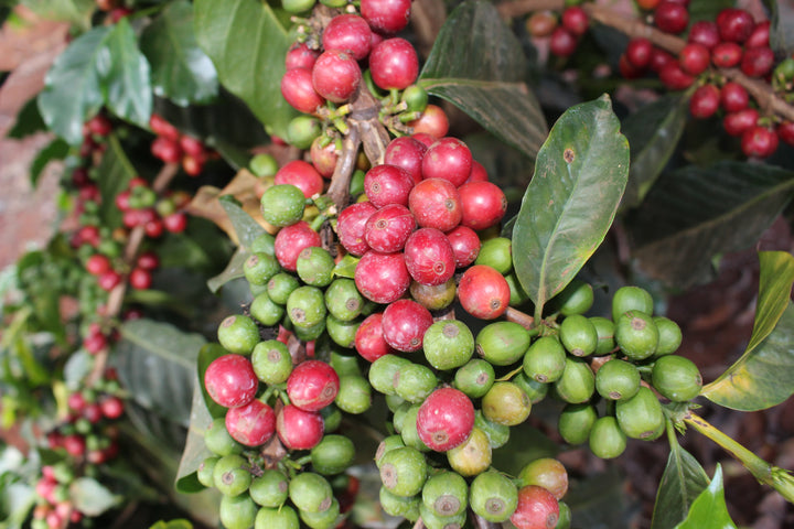 Kenya Gaturiri Nyeri