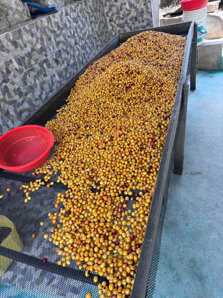 Peru Yellow Gesha