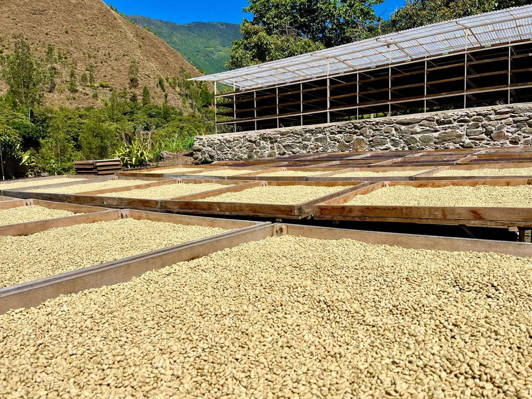Peru Yellow Gesha