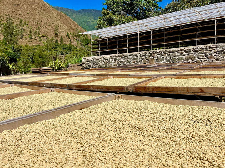 Peru Yellow Gesha
